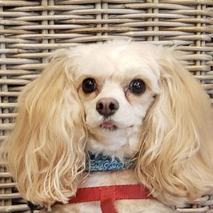 Meet your Posher "Sammy K" - I love offers!